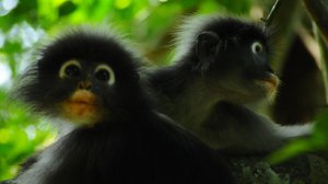 Question Your World: Are There New Species Left to Discover?