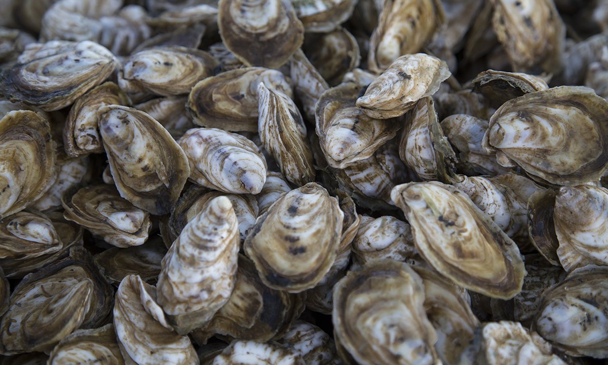 Image of lots of oysters