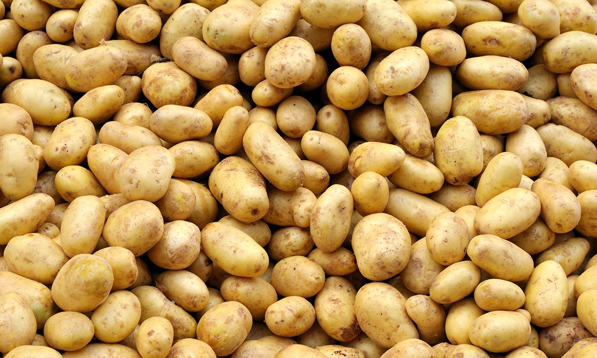 An image of lots of yukon gold potatoes