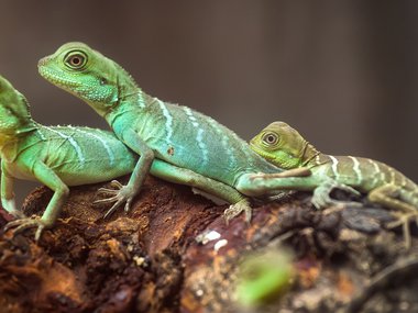 Three small, green lizards sitting on a tree branch.