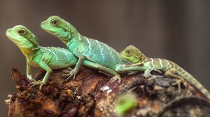 Question Your World: How Are Our Reptiles Doing?