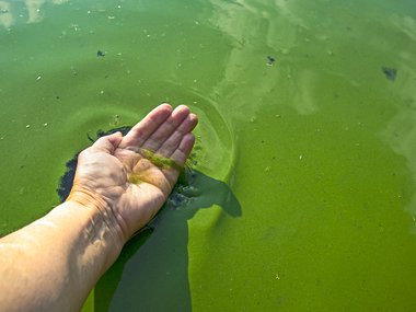A body of water covered in green algae. A hand has reached into the water and has a small portion cupped into the palm.