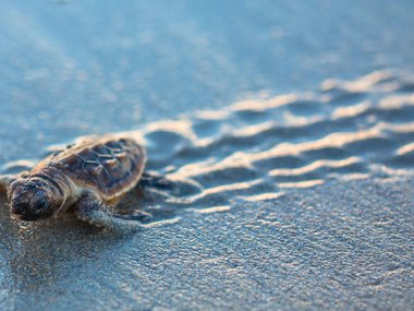 Image of a baby turtle crawling across sand from top right to bottm left.
