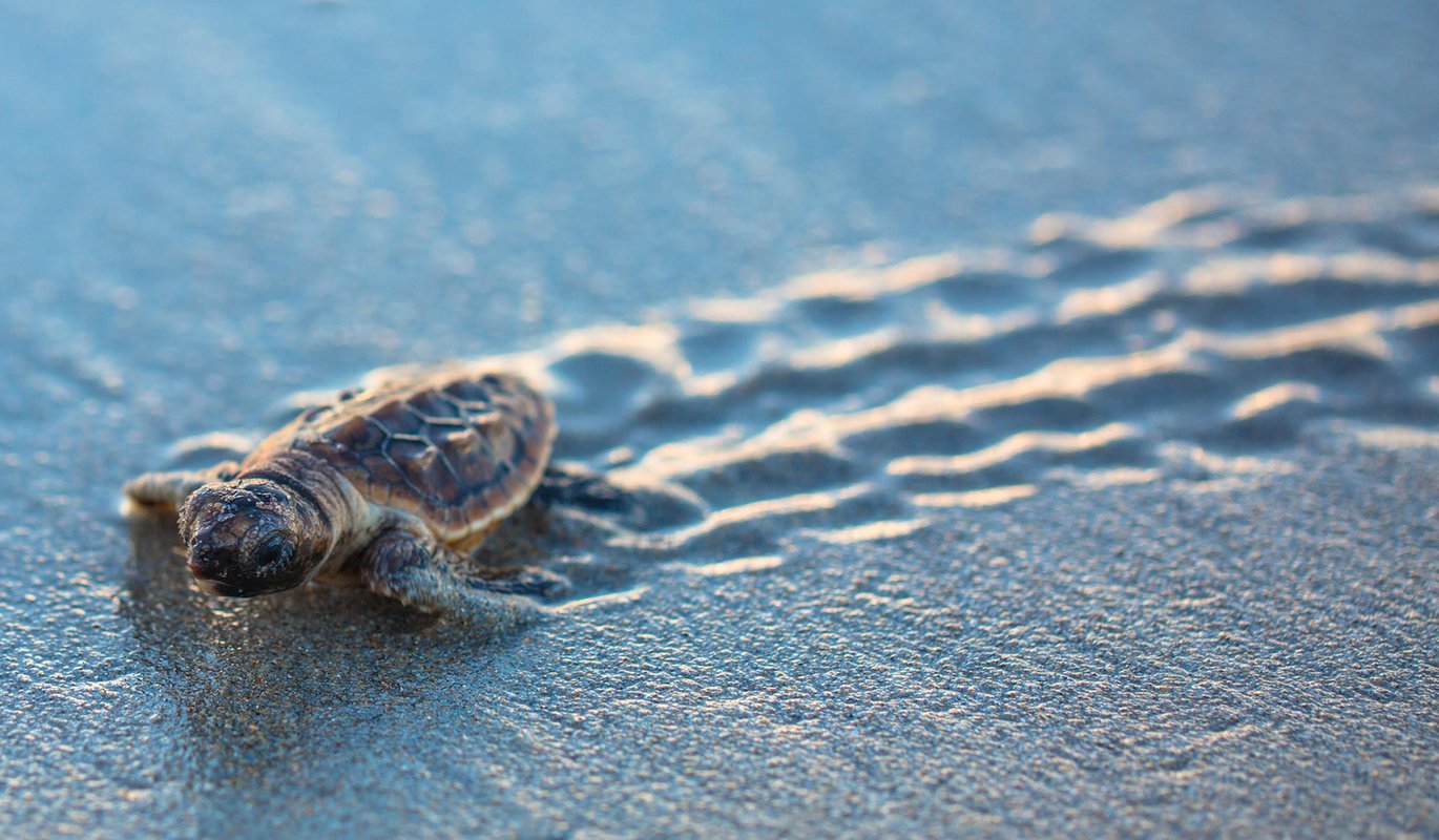 How Does Climate Affect the Sex of a Turtle Hatchling? | Blog | Science ...