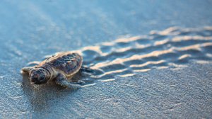 Question Your World: How Does Climate Affect the Sex of a Turtle Hatchling?