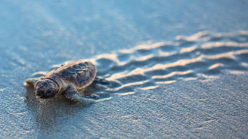 How Does Climate Affect the Sex of a Turtle Hatchling? | Blog | Science ...