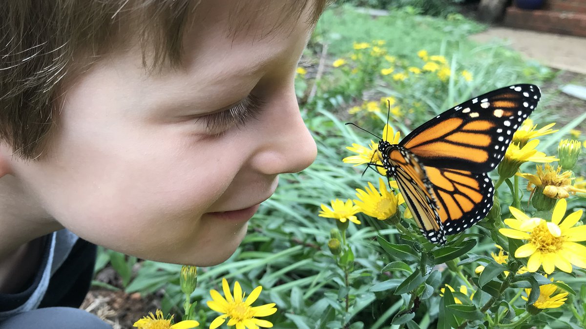 Endangered Monarchs: The Rise and Fall of a Powerful Butterfly | Blog ...