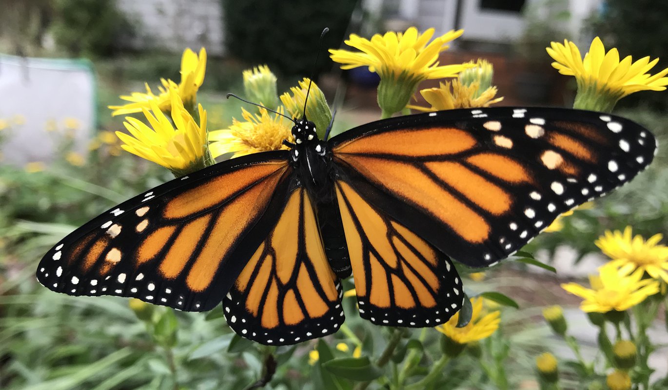 Monarch butterflies move a step closer to extinction : NPR