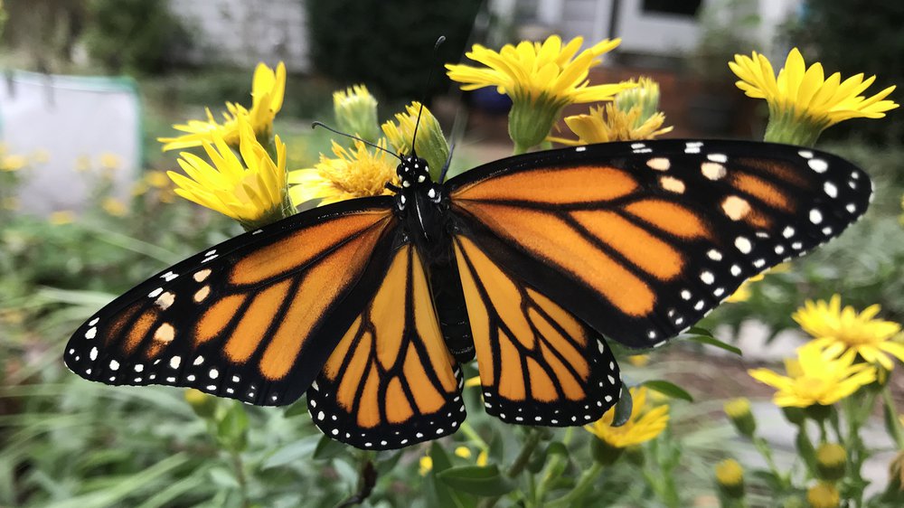 monarch butterfly wings outline