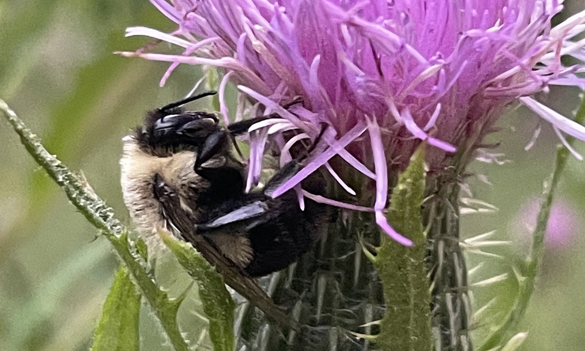 A bee on a thistle flower.