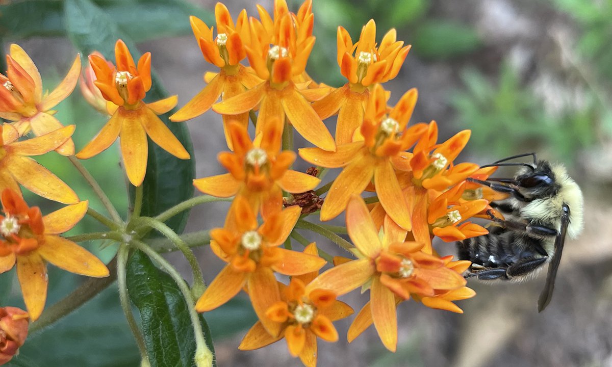 A bee on a small, orange flower