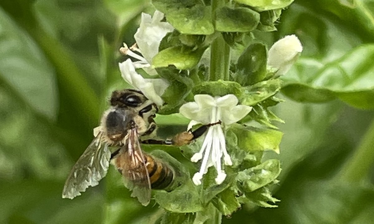 A bee on a basil flower