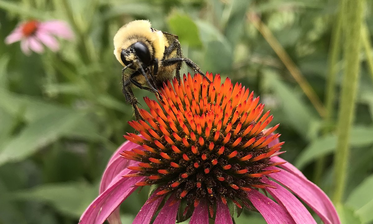 A bee on a purple cone flower.