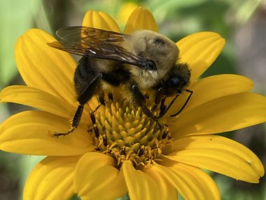 A bee on a small, yellow flower