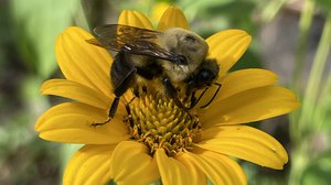 Hold the Pruners! Thoughtful Fall Garden Management Tips