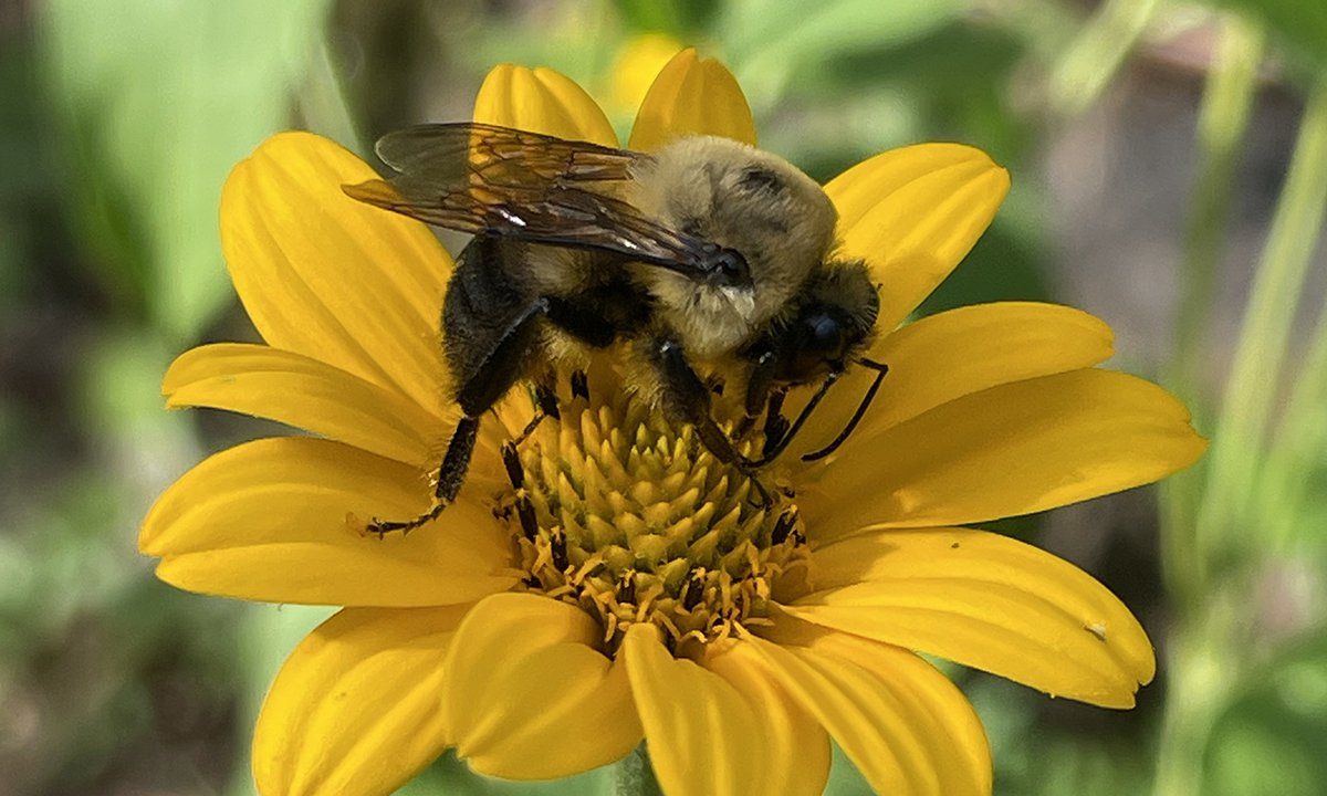 A bee on a yellow flower.
