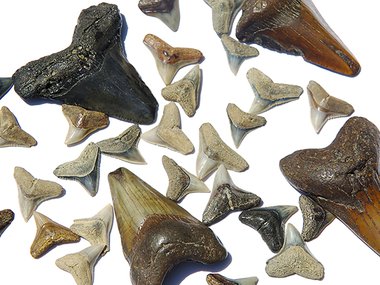 A photograph of different size and shape shark teeth.