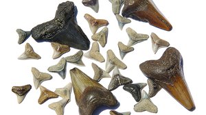 Question Your World: Can Tooth Enamel Tell Us about the Past?