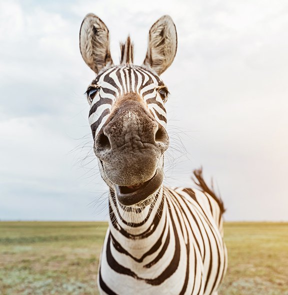 The Dazzling Science of Zebra Stripes, Blog