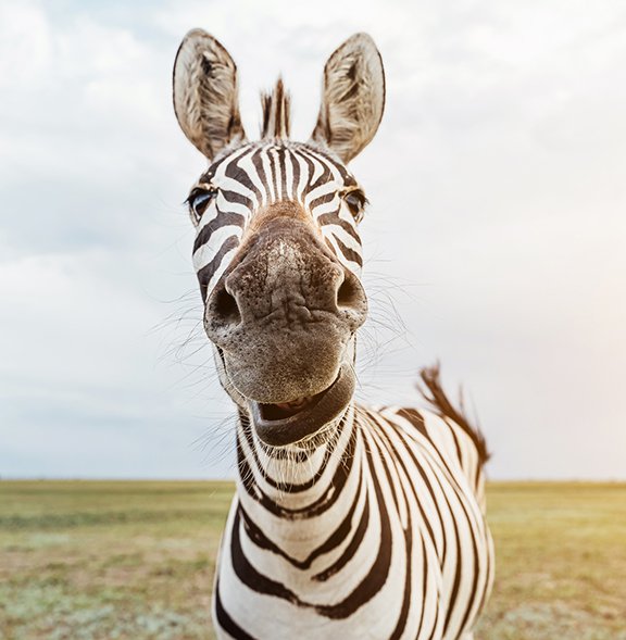 Zebra Lining Science The Dazzling Science of Zebra Stripes | Blog | Science Museum of Virginia