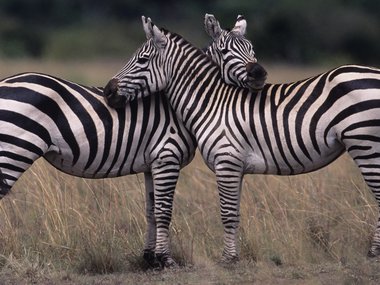 A photograph of two zebras standing with their chests touching and heads wrapped around each others neck.