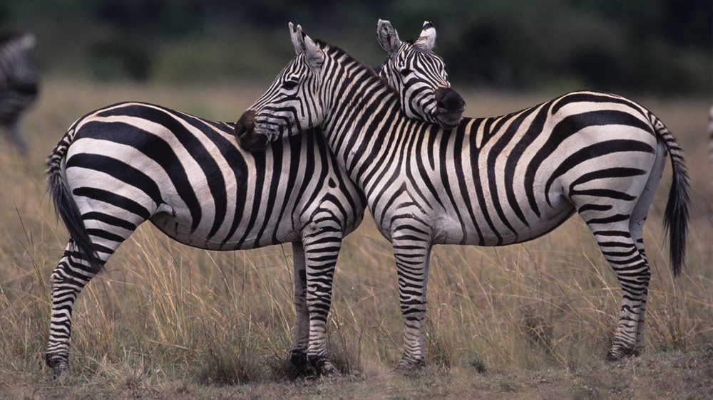 Why the Zebra Has Stripes – Dartmouth Undergraduate Journal of Science