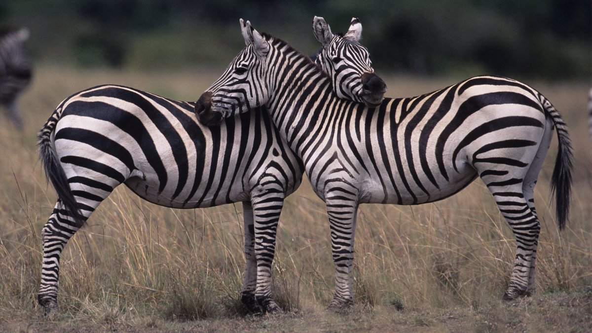 The Dazzling Science Of Zebra Stripes Blog Science Museum Of Virginia 7286