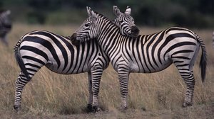 The Dazzling Science of Zebra Stripes