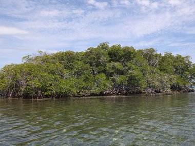 A photograph of a mangrove, green foliage sticking out of the water in a small dome. The plant is surrounded on all sides by water.