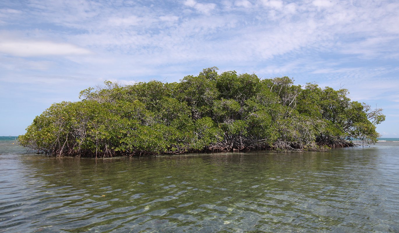 How Does The Moon Impact Mangroves Blog Science Museum Of Virginia