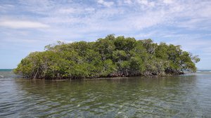 Question Your World: How Does the Moon Impact Mangroves?