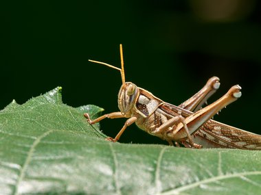 An image of a brown locust sitting on a green leaf. The head is facing left and the legs to the right.