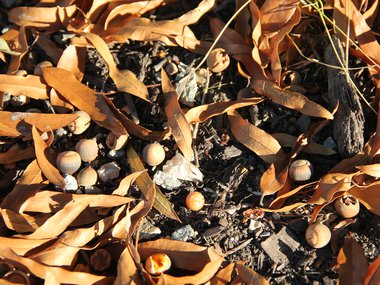 A photograph of acorns and leaves on the ground. The leaves are brown.
