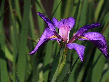 A photograph of the flower Iris Virginica.