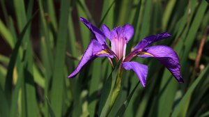 An IRIS-istible Honor