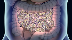 Question Your World: Does Gut Bacteria Impact Body Temperature?