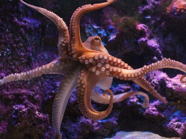 An image of an octopus floating in the water. The octopus is a light orange color with its legs spread. Behind the animal is a purple color.