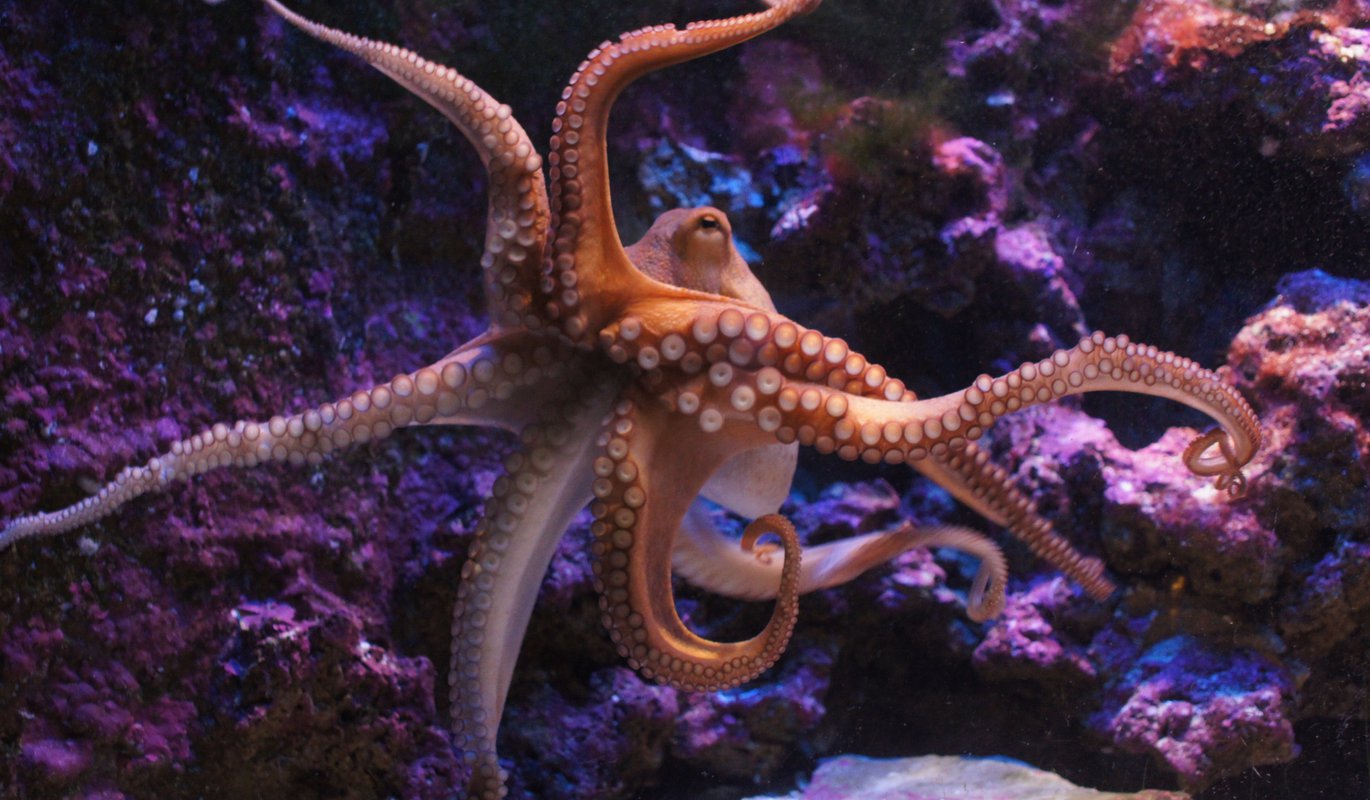 Can Octopuses Build Homes? Blog Science Museum of Virginia