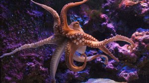 Question Your World: Can Octopuses Build Homes?