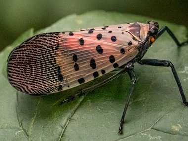 A photograph of an adult spotted lantern fly with its wings closed.