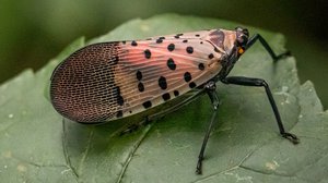 WANTED: Spotted Lanternfly