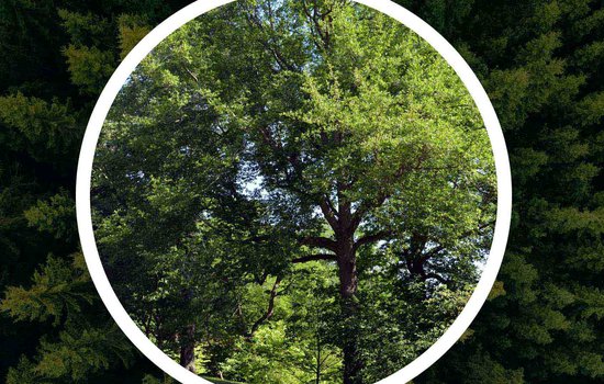 Overhead forest image with circle detail show black typelo tree.
