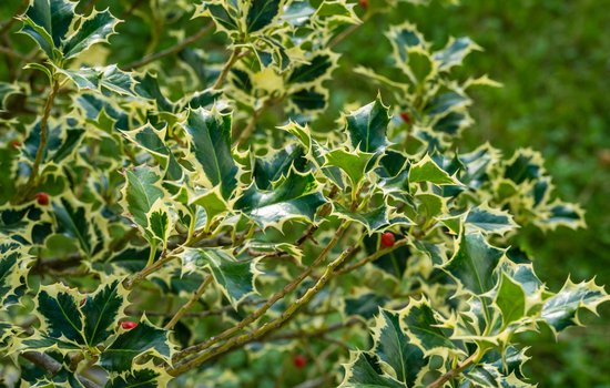 Close-up image of American holly leaves.