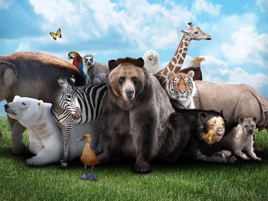 Animal Kingdom Giant Screen film