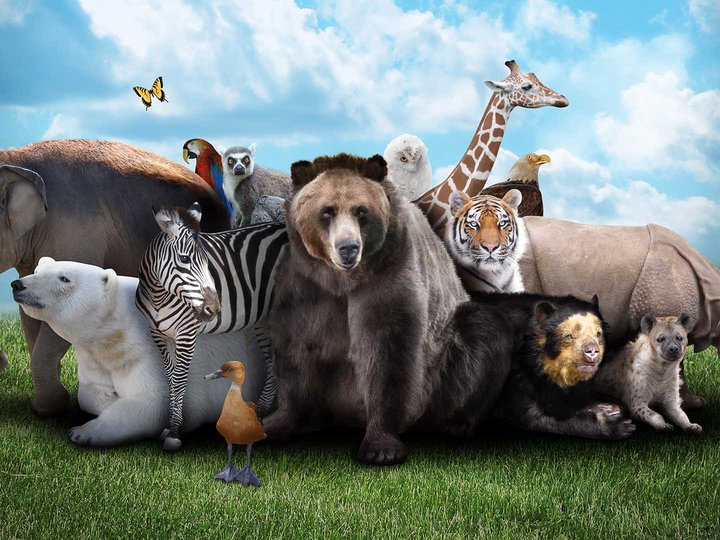 Animal Kingdom Giant Screen film