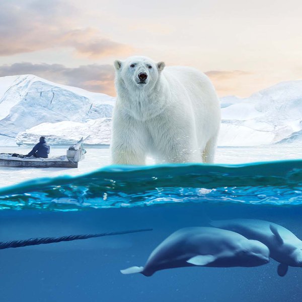 decorative arctic scene including a polar bear, narwal and a dog sled.jpg