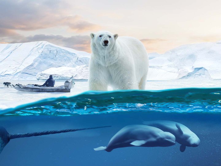 decorative arctic scene including a polar bear, narwal and a dog sled.jpg