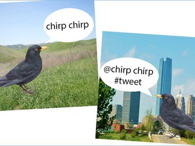 Illustration of a blackbird saying chirp chirp in a field setting and a city setting
