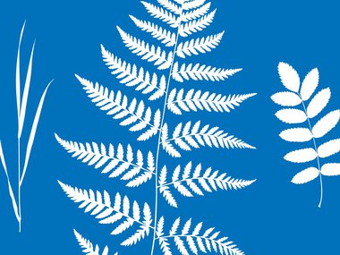 white fern like leaves against a blue background.jpg