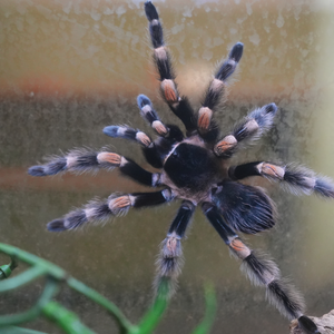 arachnid climbing the glass of it's enclosure.jpg